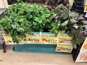 サツマイモ苗入荷スタートします！