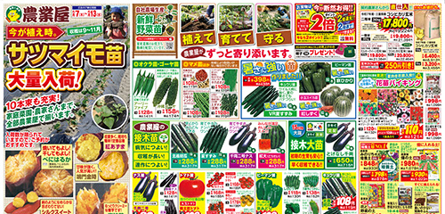 サツマイモ苗大量入荷！！新鮮野菜苗、菜園資材、花苗バイキング、肥料・培養土など