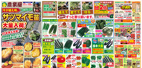 サツマイモ苗大量入荷！！新鮮野菜苗、菜園資材、花苗バイキング、肥料・培養土など