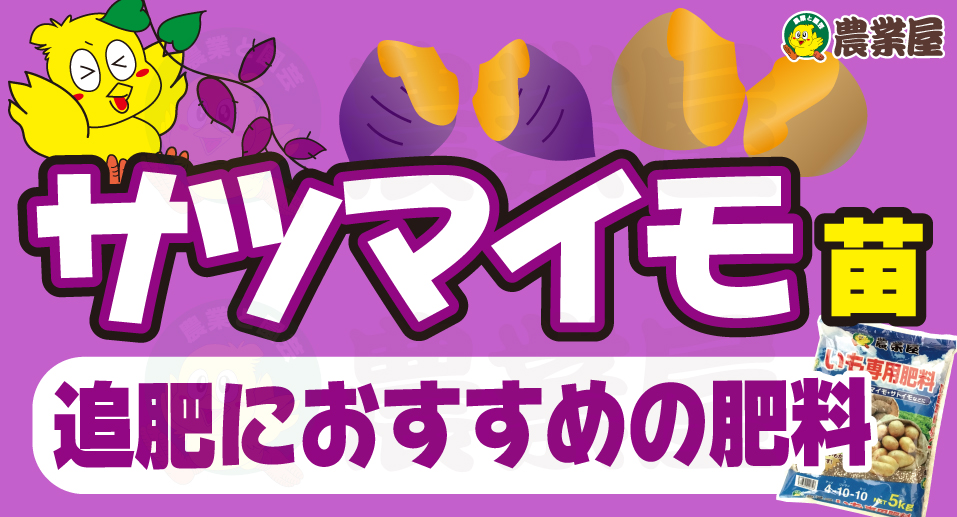 サツマイモ苗におすすめ！追肥肥料！