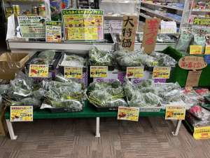 さつまいも大特価セール中！！！