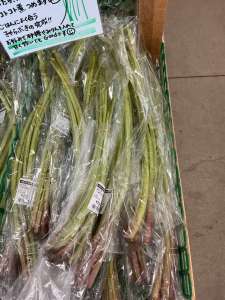 山フキ､スナックパイン入荷してきました