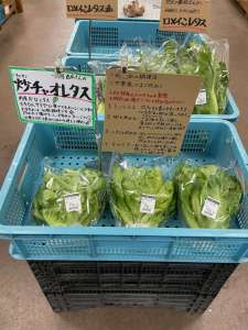 地元農家さんより炒チャオが入荷してきました！