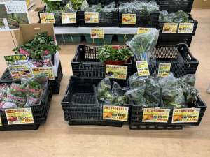 サツマイモ苗🍠続々と入荷中！！