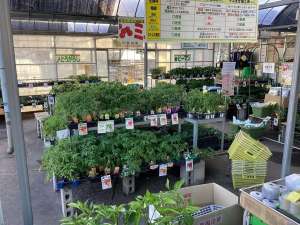野菜苗まだまだあります！