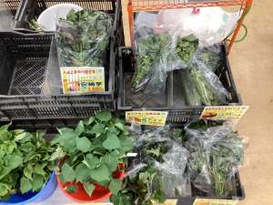 さつまいも苗植え付けしましたか？？