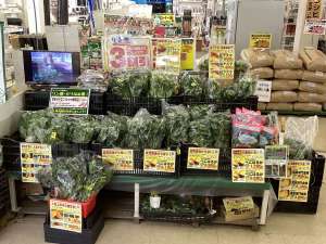 🍠サツマイモ苗　続々入荷中‼️