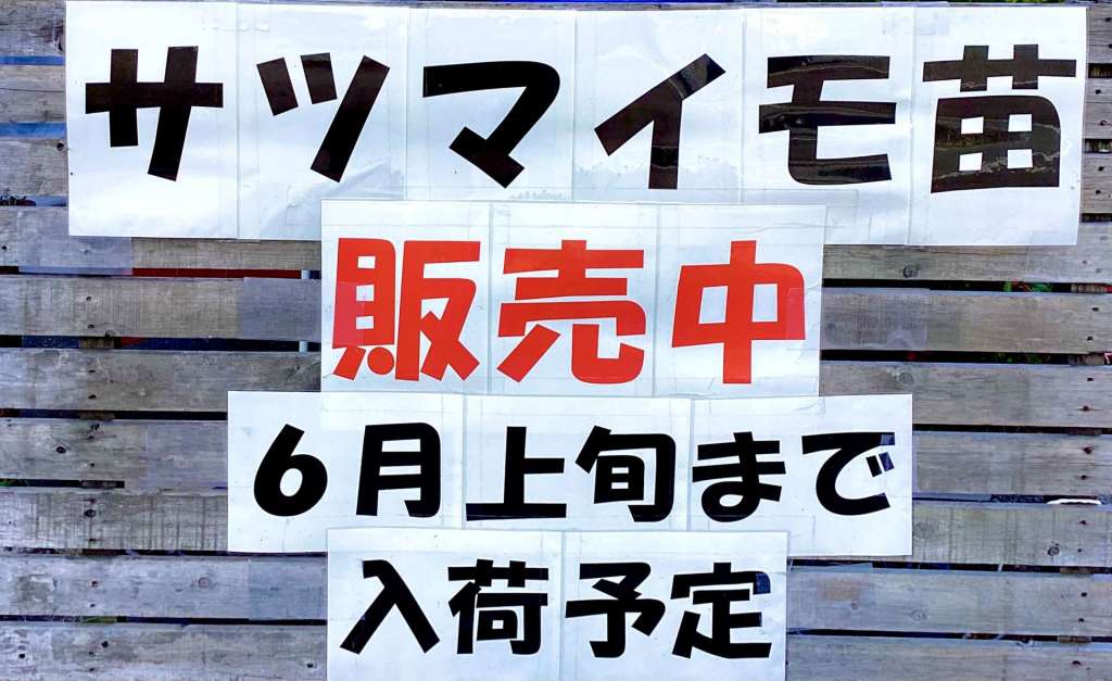 サツマイモは植えましたか？