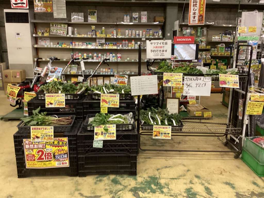 サツマイモ苗が入荷しました！
