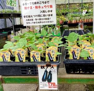 秋きゅうりと秋ナスを育ててみませんか？