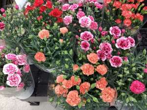 花苗、多肉植物が入荷しています♪