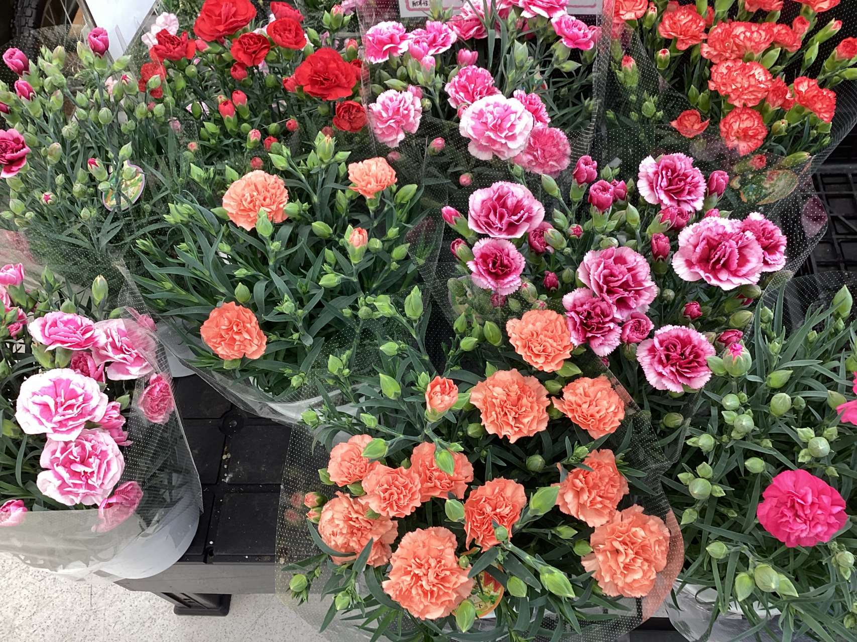 花苗、多肉植物が入荷しています♪