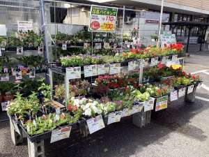 可愛いお花植えてみませんか?