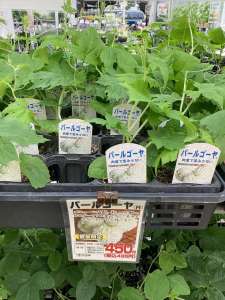 野菜苗、花苗入荷しています