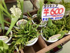 食虫植物サラセニアが入荷しました！