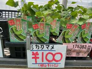 シカク豆の苗が入荷しました！