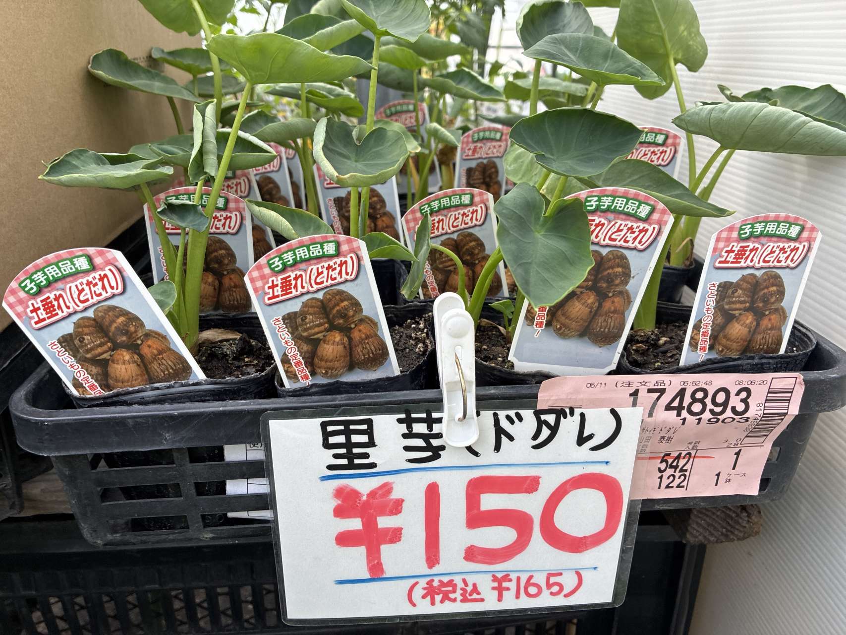 里芋の芽出し苗が入荷しました！