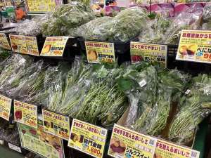 サツマイモ苗、最終入荷間近です