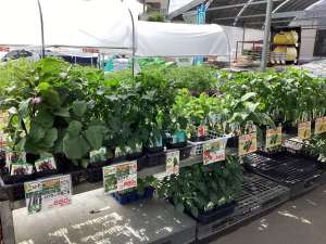 大苗の野菜苗販売中‼️