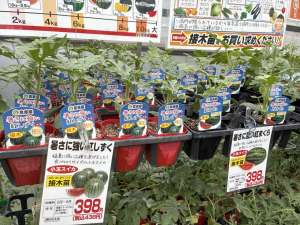 暑さに強い野菜苗！