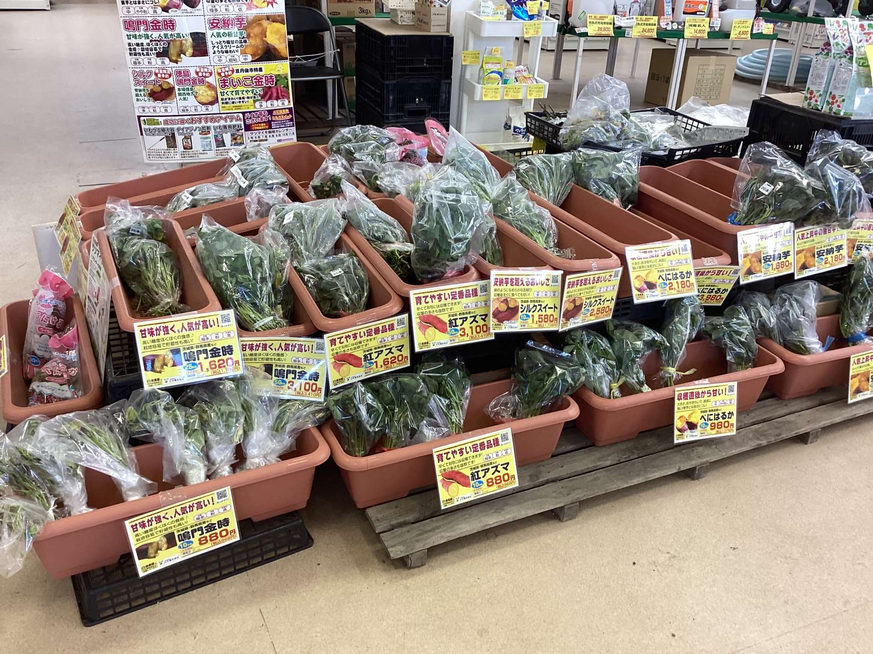 サツマイモ苗はまだまだ入荷中！