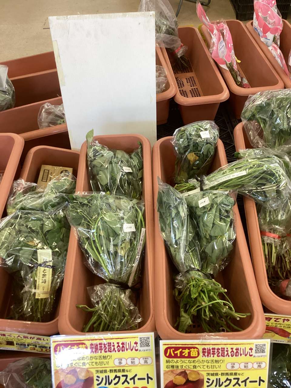 シルクスイートのバイオ苗が入荷いたしました‼️