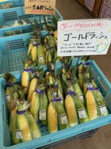 とうもろこしスタートしました!^^