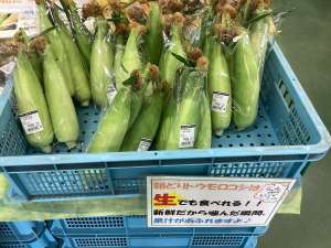 朝採りとうもろこし入荷始まりました！