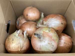 淡路島産玉ねぎ入荷！！