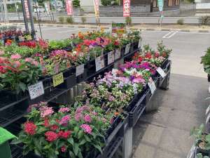 🌺お花🌺も入荷してますよ🎶