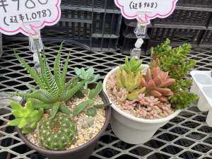 寄せ植えも販売します🪴