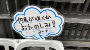 🌼花苗🌺入荷してま〜す🥳