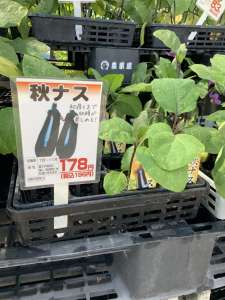 秋植えの野菜苗が入荷しています‼️