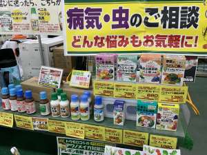 夏野菜の病気対策‼️