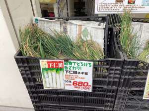 ネギ苗再入荷しました！！