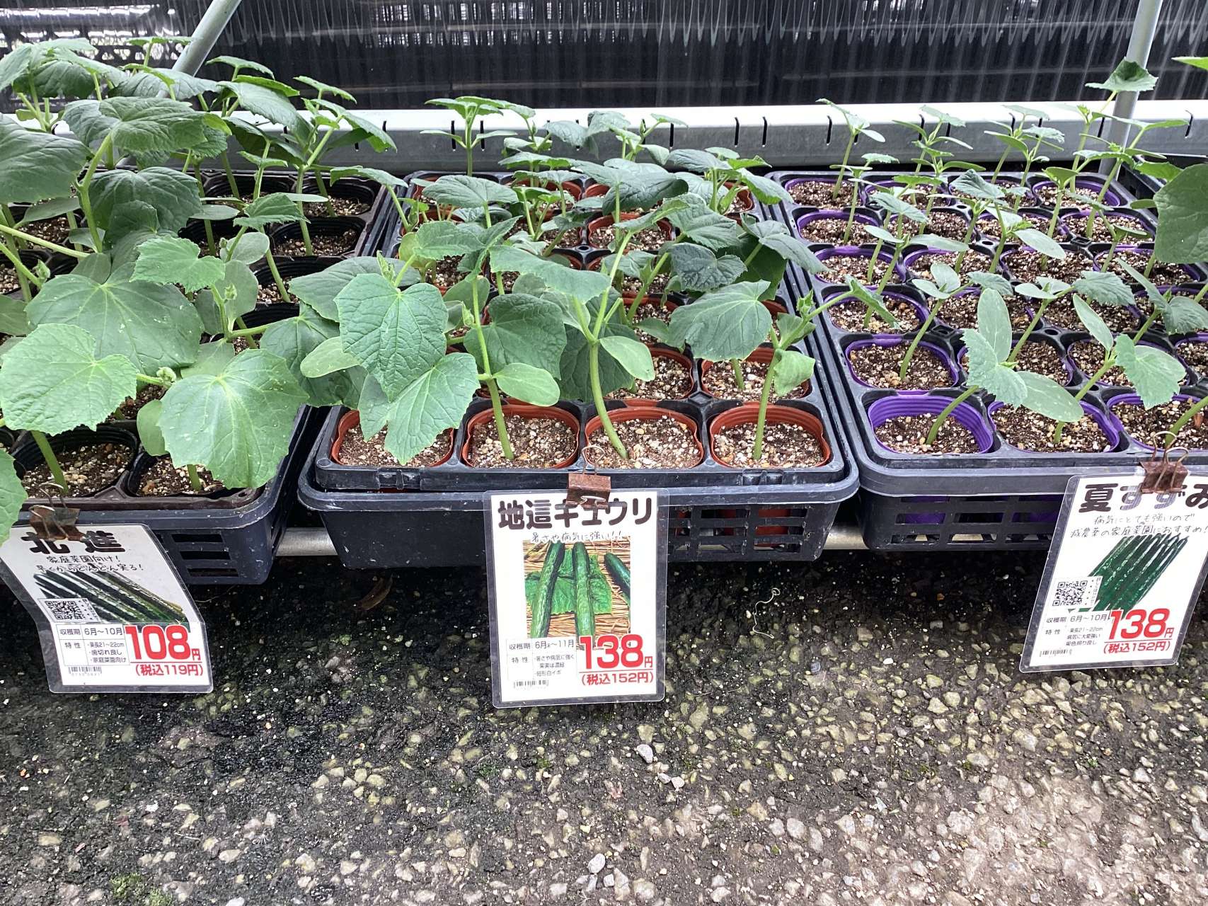野菜苗入荷しました。