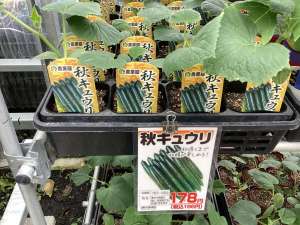 野菜苗入荷しました。