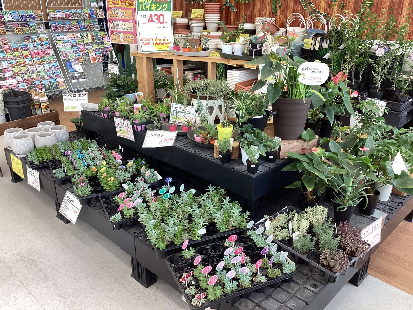 多肉植物いかがでしょうか
