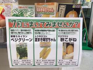 7月おすすめ種！！