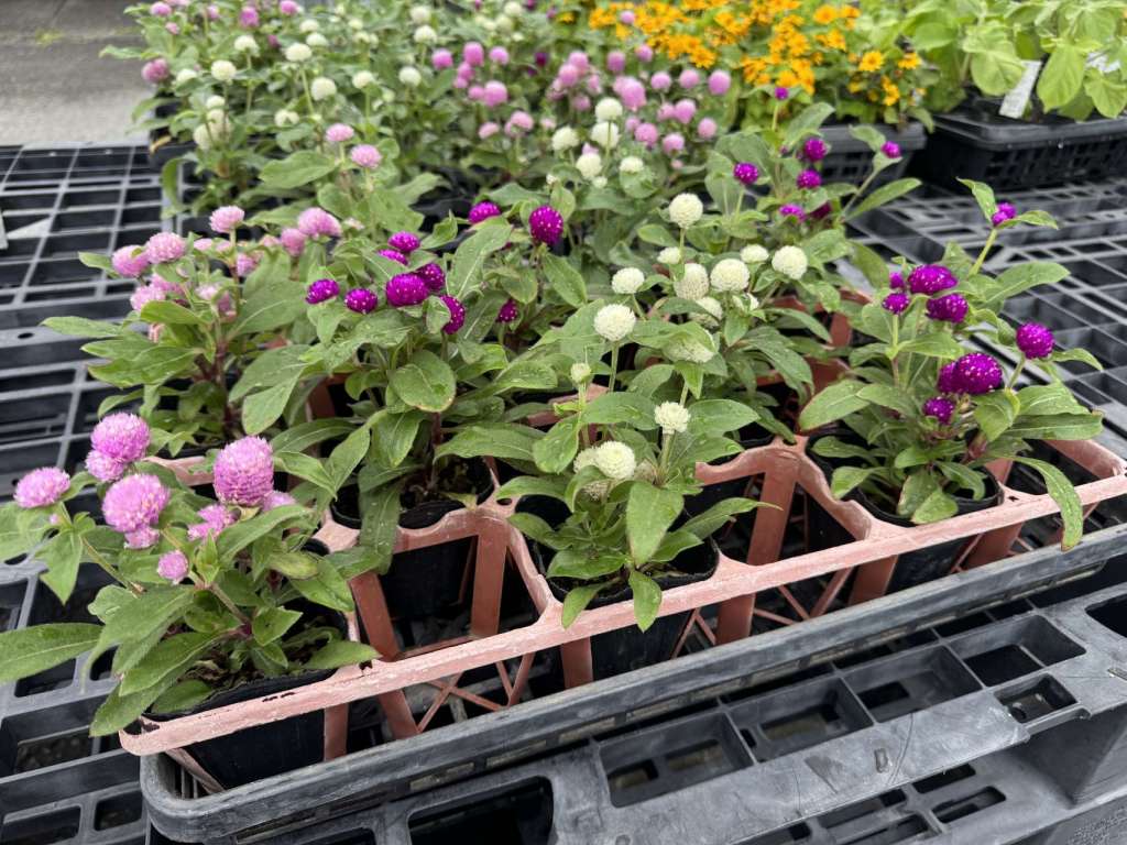 季節の花苗販売しています😎
