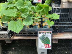 秋ナス、秋キュウリの苗🌱