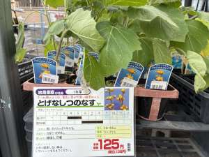 フォックスフェイスの苗が入荷しました！