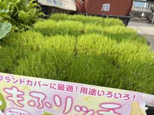 寄せ植えつくろう！グリーンいろいろ入荷しました！