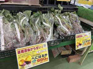 さつまいも苗が最終入荷！