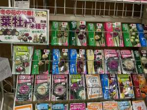 葉牡丹の種の入荷が始まりました！