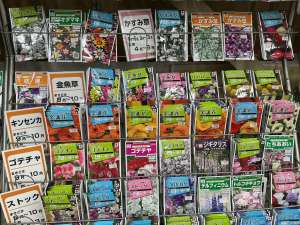秋まき花種の入荷が始まりました！