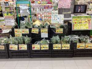 さつまいも苗販売中‼️