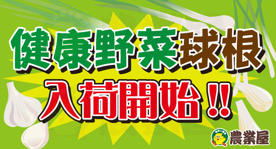 健康野菜球根入荷開始！！
