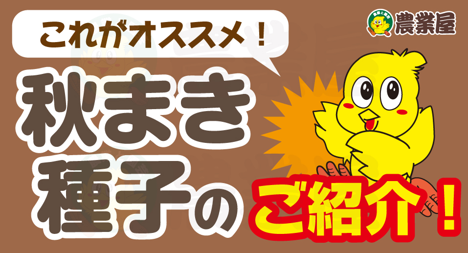 秋まき種子のご紹介！