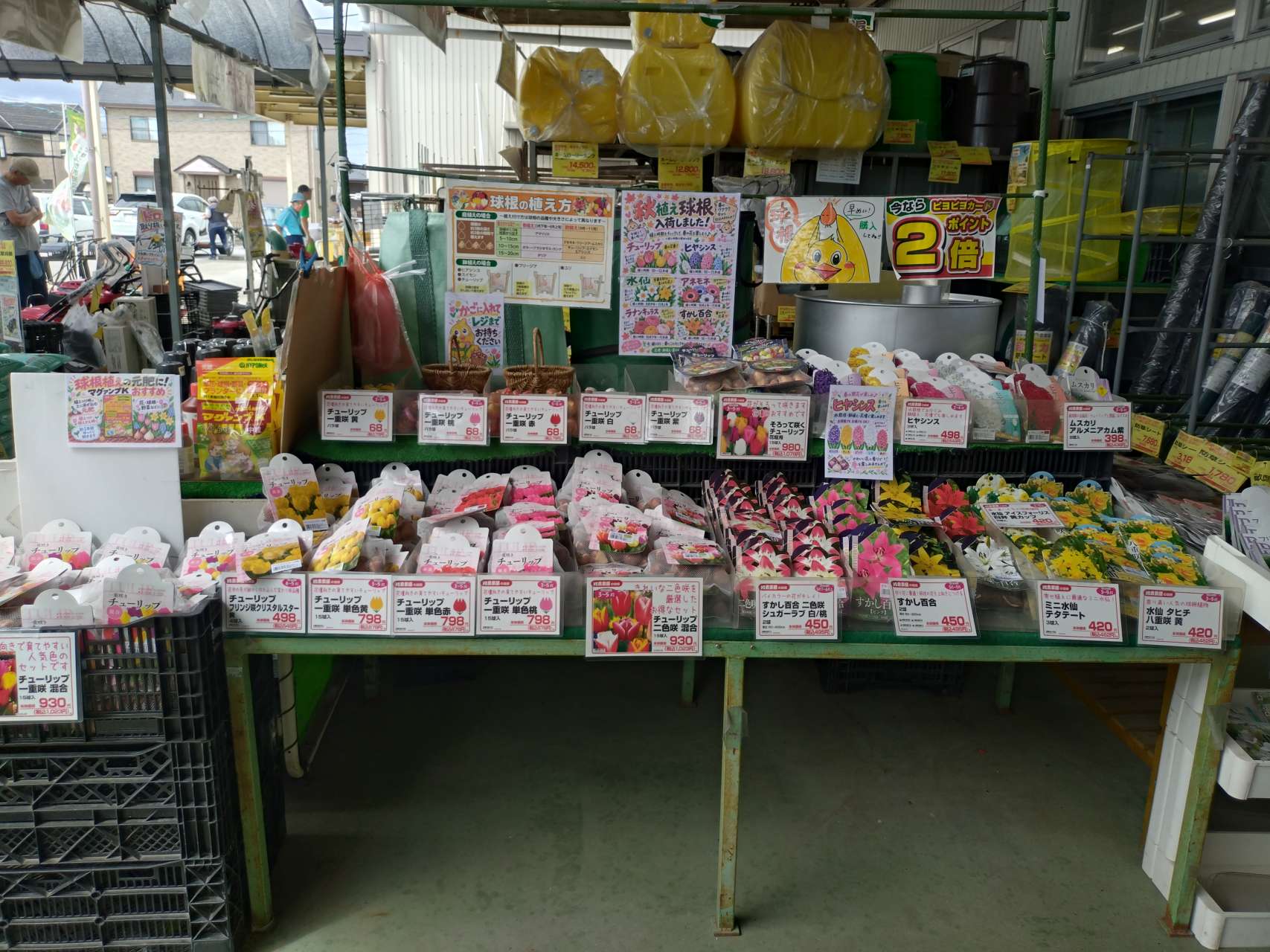 秋球根入荷しました😊